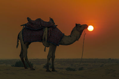 View of a horse at sunset