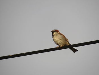 Low angle view of bird perching on cable