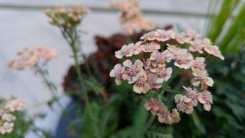 Close-up of flowers