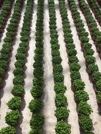 High angle view of plants growing on field