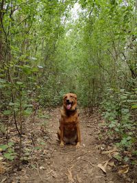 Dog on field