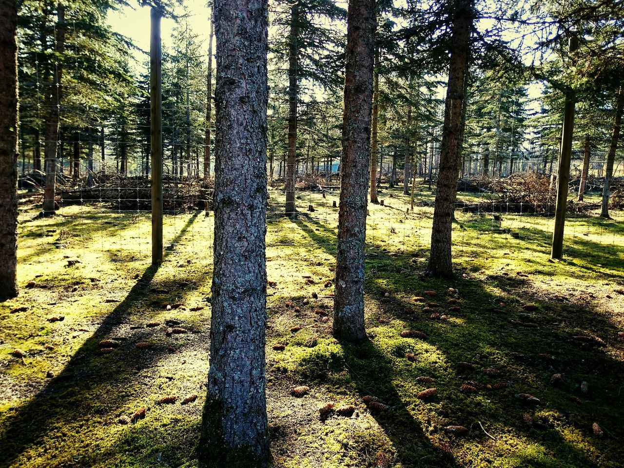 tree, tree trunk, growth, shadow, tranquility, sunlight, nature, grass, branch, park - man made space, tranquil scene, fence, field, day, outdoors, no people, landscape, beauty in nature, forest, woodland