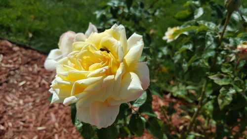 Close-up of flower blooming outdoors