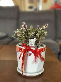 Close-up of potted plant on table