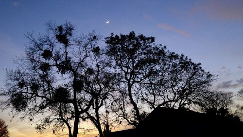 Low angle view of trees against sky