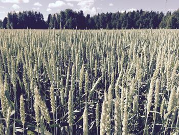 Crop in field