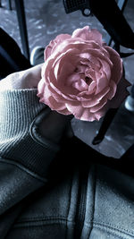 Close-up of pink flowers