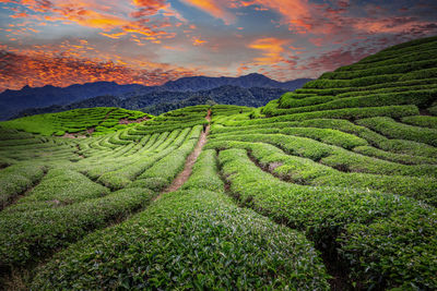 Scenic view of agricultural field against sky during sunset