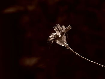 Close-up of flower against blurred background