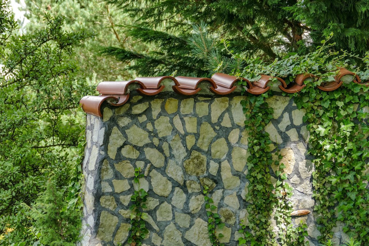 LOW ANGLE VIEW OF IVY HANGING ON PLANT