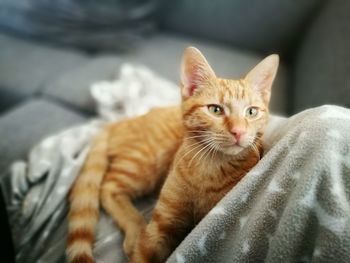 Close-up of cat sitting on owner