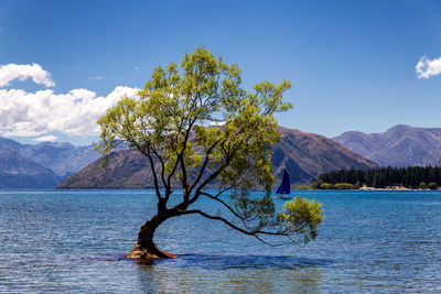 Tree by lake against sky