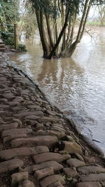 Scenic view of river flowing in forest