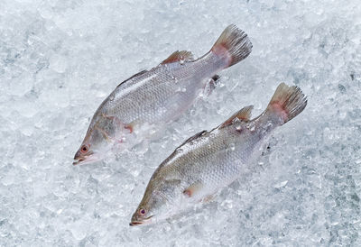 High angle view of fish on snow