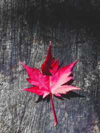 Close-up of dry maple leaf during autumn