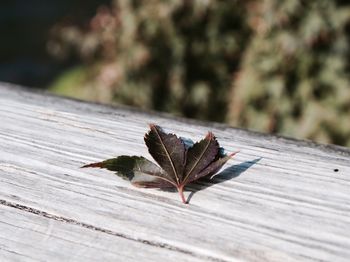 Close-up of dry leaf on wooden table