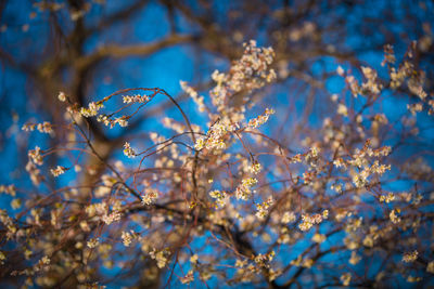 Low angle view of cherry blossoms against blue sky
