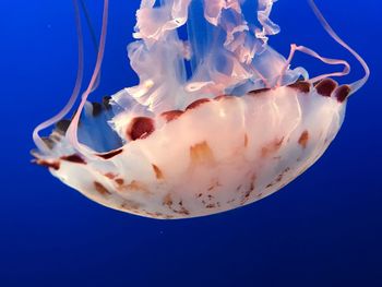 Close-up of jellyfish against blue background