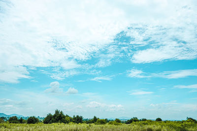 Trees on field against sky