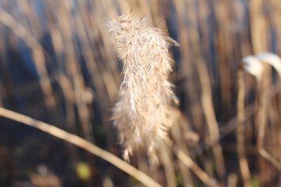 Close-up of stalks in field