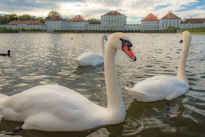 Swan floating on lake