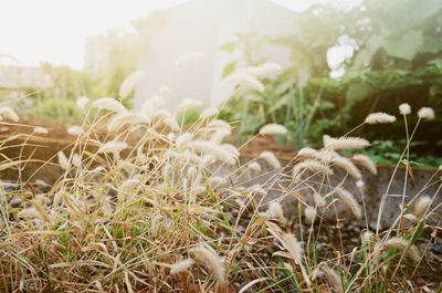 Close-up of plants on field