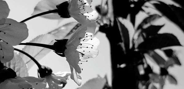 Close-up of flowering plant