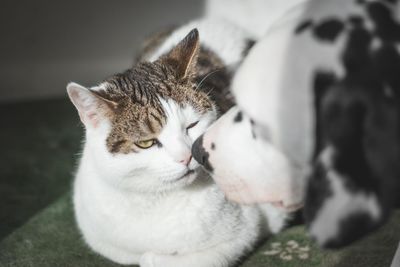 Close-up of cat relaxing