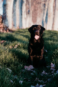 Portrait of dog sitting on field