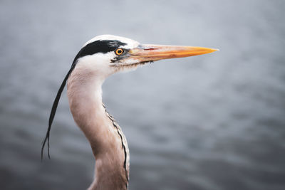 Close-up of bird