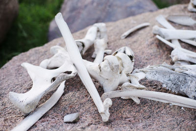 Close-up of shells on the ground