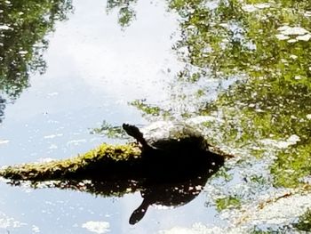 Reflection of trees in water