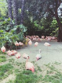 View of birds on field