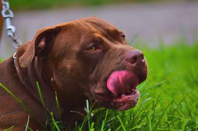 Close-up of pit bull terrier licking mouth on grassy field