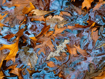 Full frame shot of autumn leaves fallen on water