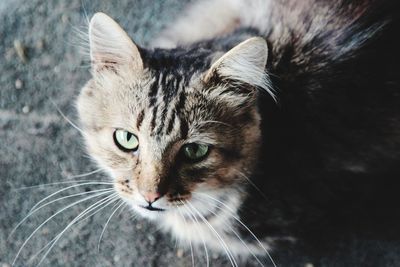 Close-up portrait of a cat