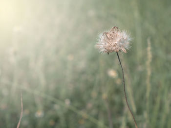 Close-up of wilted dandelion against blurred background