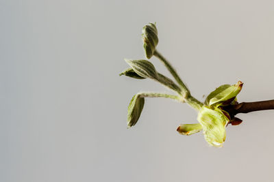 Close-up of plant against clear sky