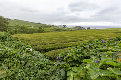 Scenic view of agricultural field against sky