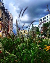 Plants growing in city against sky