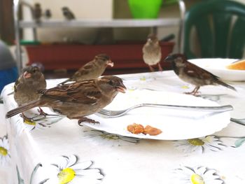 Close-up of bird perching on table