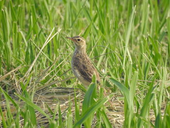 Bird perching on grass