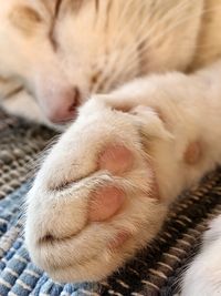 Close-up of a sleeping cat