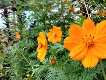 Close-up of orange flowers blooming outdoors