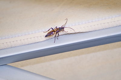 Close-up of spider on wall