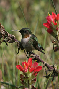 Close-up of a bird perching on flower