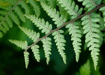 Close-up of green fern leaves
