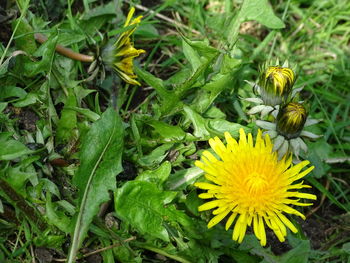 Close-up of yellow flowering plant on field