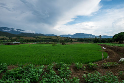Scenic view of agricultural field against sky