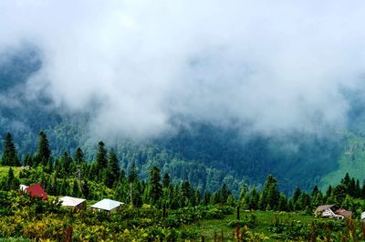 Scenic view of trees on mountain against sky